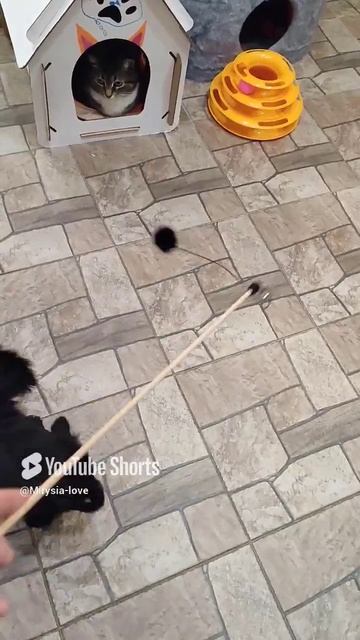 Бельгийский гриффон Мирочка играет