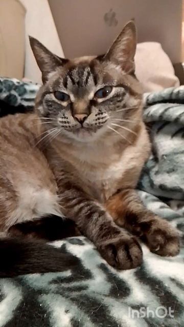 Зевуши позевуши😺