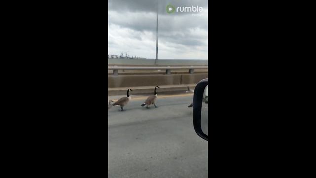 Geese family escorted across 5 mile bridge by monster truck