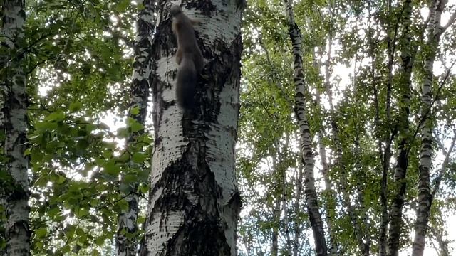 Белка в парке на ЧМЗ
