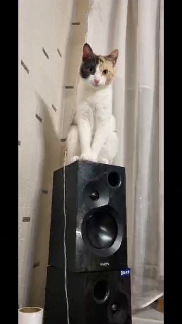 моя милая кошка