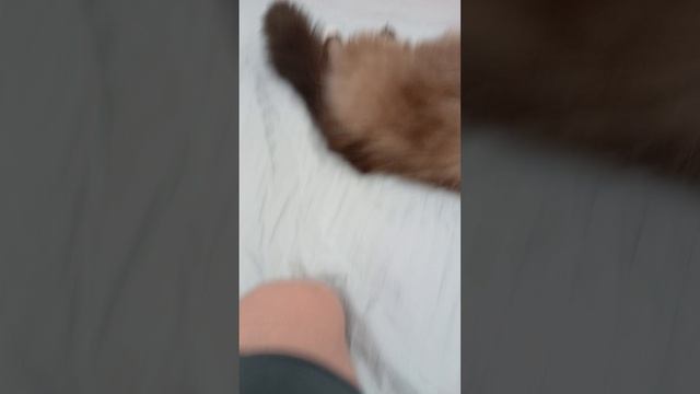 Обычеый день моей кошки😺😺😺
