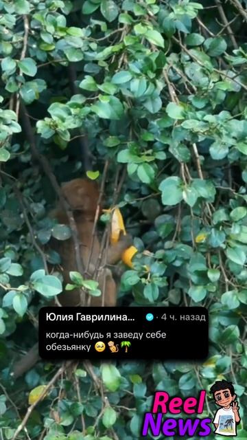 Юля Гаврилина ХОЧЕТ завести обезьянку ❤️🥹 #ЮляГаврилина #Гаврилина #Шпулька
