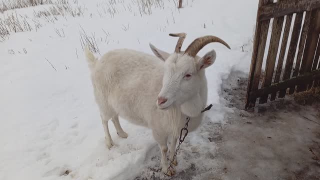 Приключения / Животных 🐐🐏 Смотреть Всем