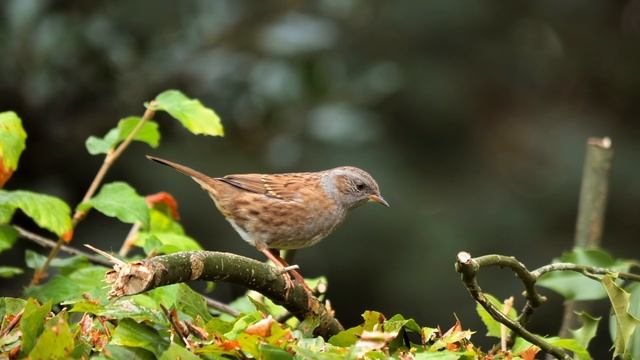 13767665-uhd_3840_2160_30fps