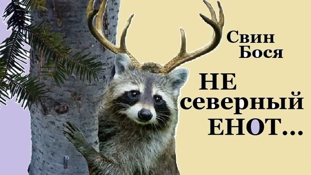 Свин Бося . Не Северный Енот...