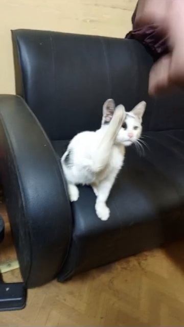 котики