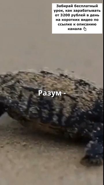 Ваш разум!