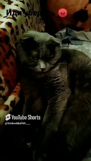 //(YT: 20 марта, 2023 г.) Кот накакал 😭