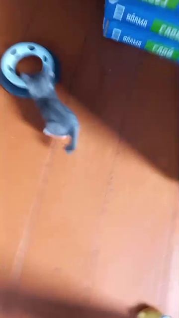 котики