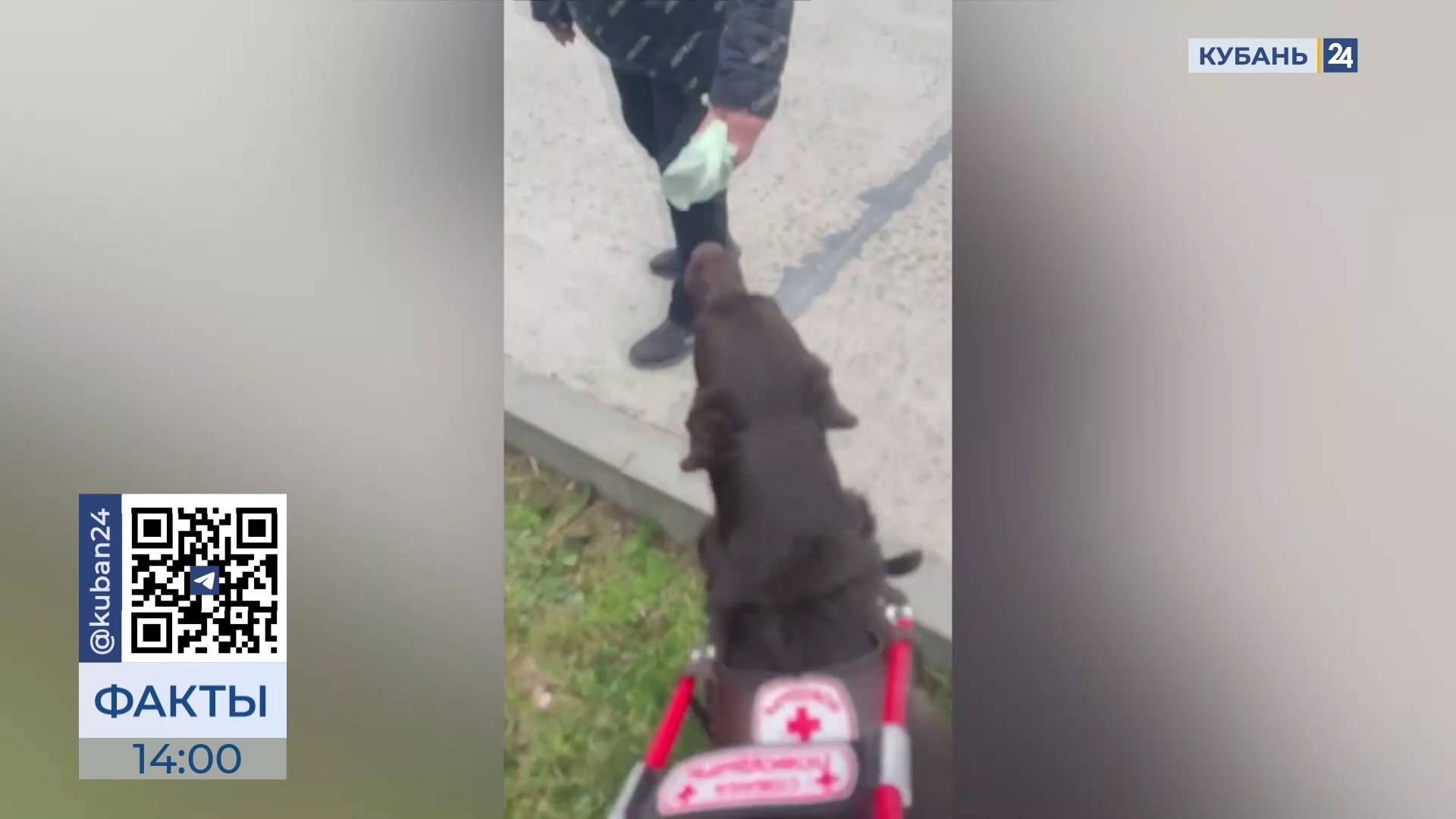 В Анапе женщина напала на слабовидящую девушку с собакой-поводырем