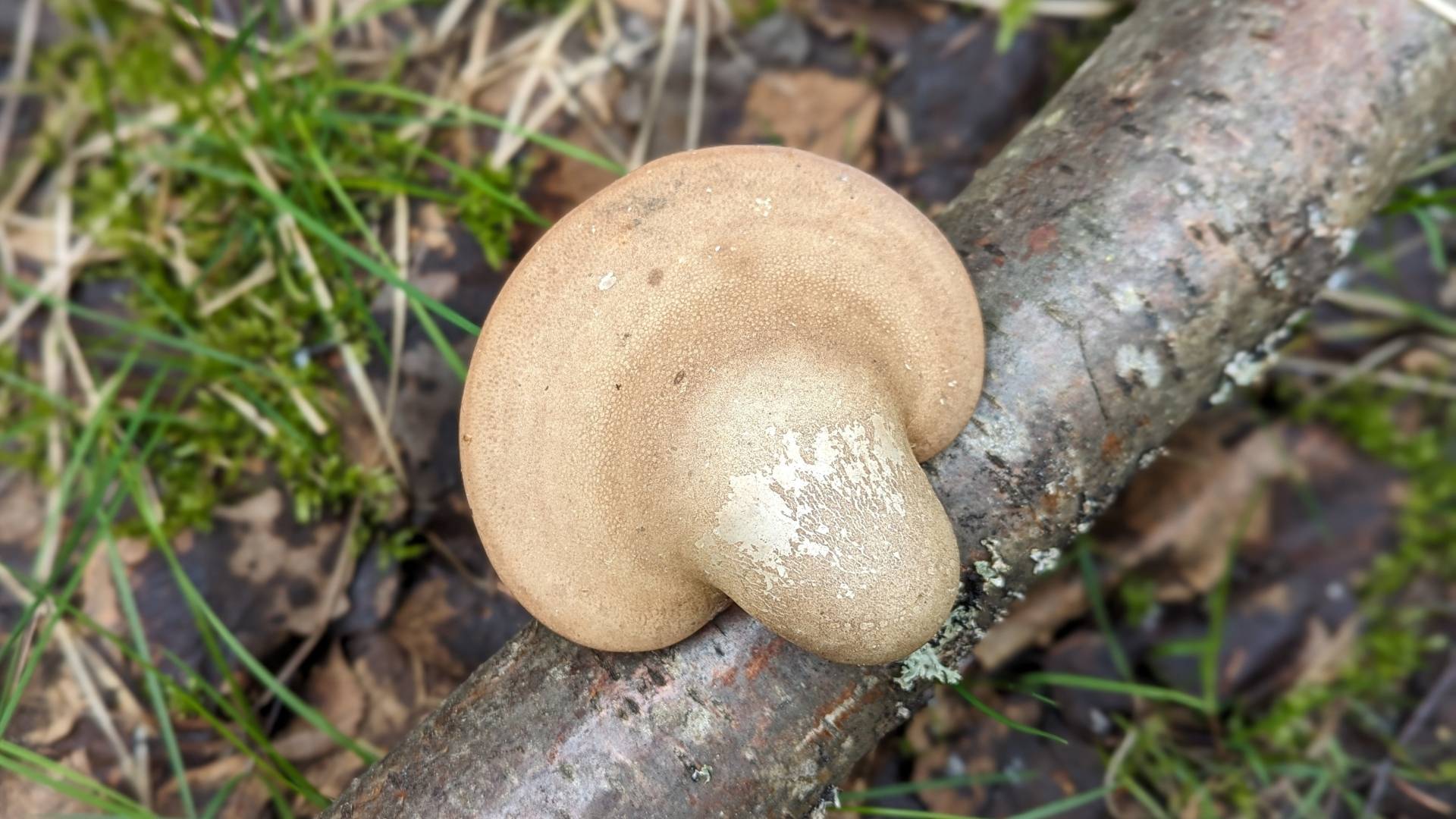 Трутовик берёзовый (Fomitopsis betulina). Как выглядит гриб на месте произрастания.