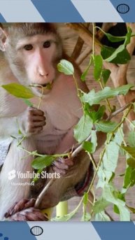 Мы написали свою авторскую песню, полная версия в телеграм MonkeyPride #shortsvideo #shorts