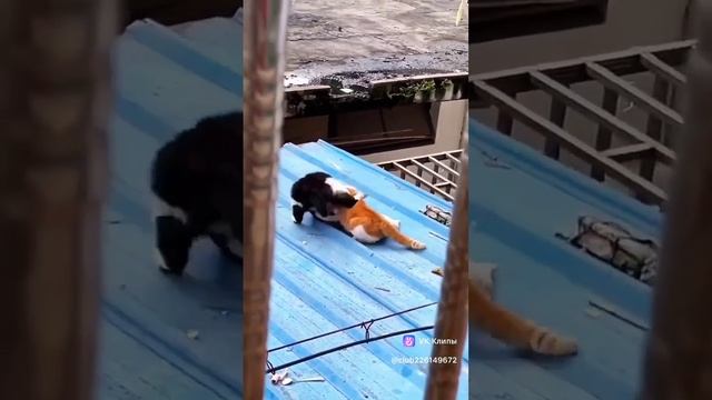 Боевые коты.