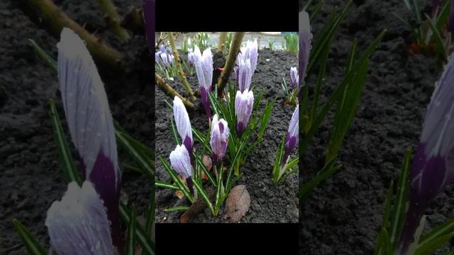 1000034596.mp4