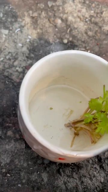 Water Propagation of Coriander…💐😍