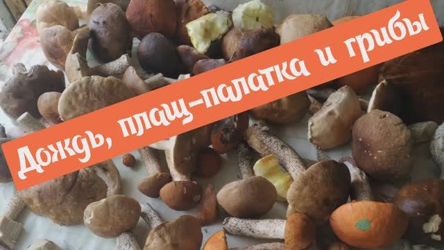 Дождь, плащ-палатка и грибы.