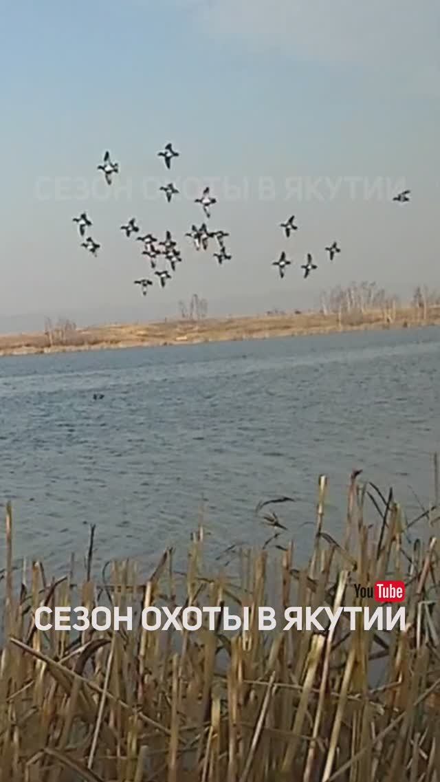 УДАЧНАЯ ОХОТА НА СТАЮ УТОК #shorts #охота #hunting