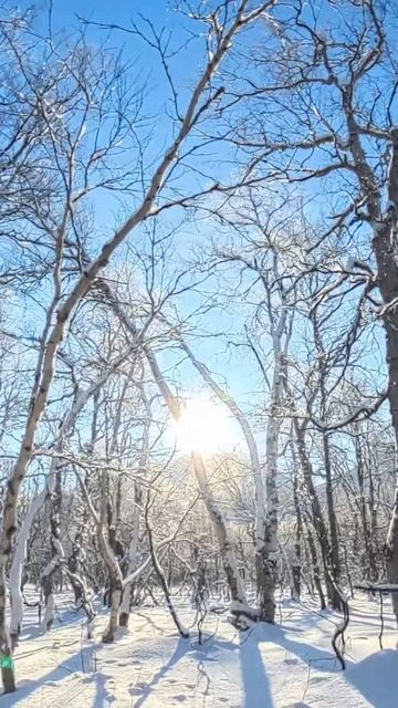 Зимняя звезда по имени Солнце