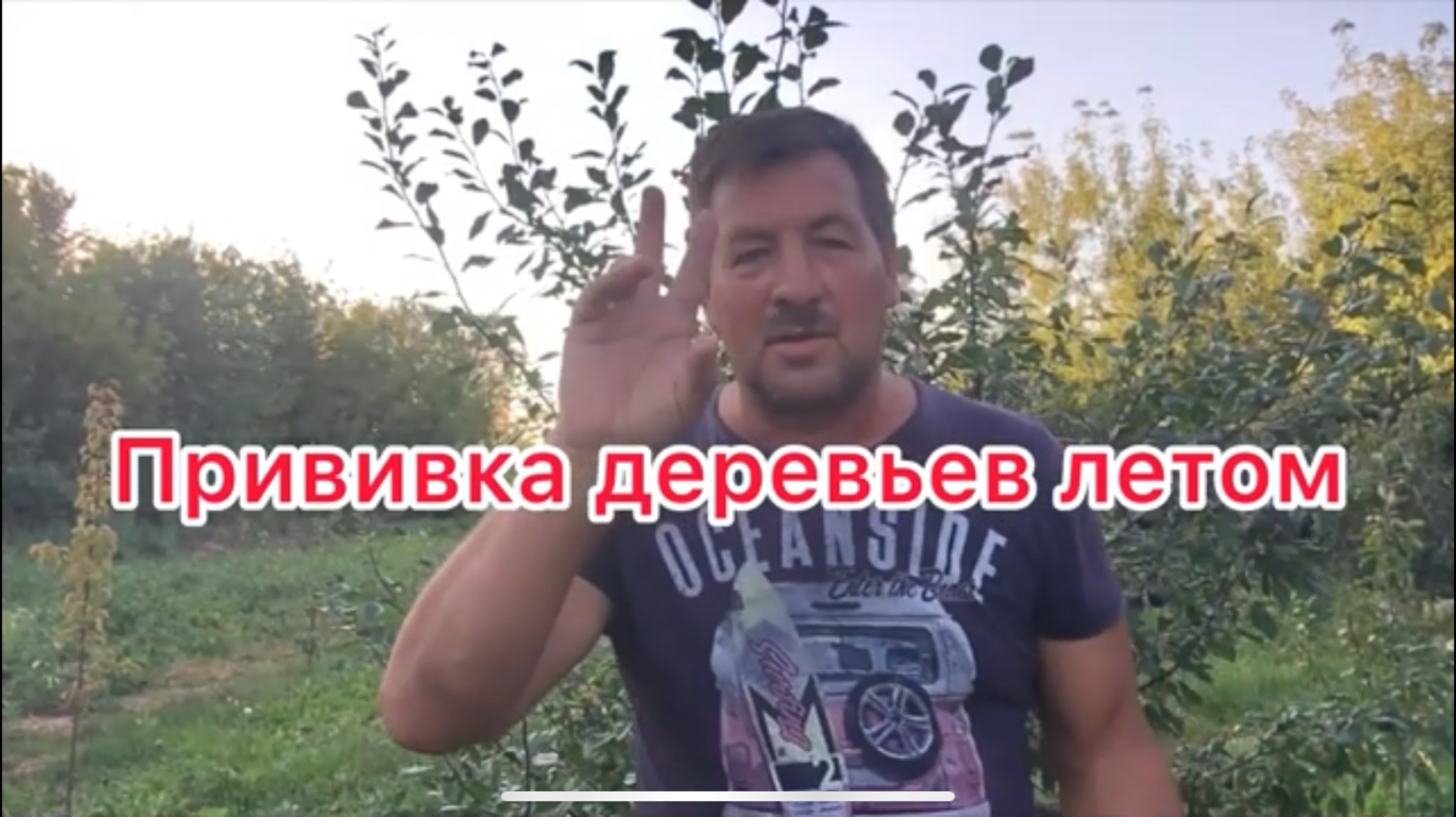 ЛЕТНЯЯ ПРИВИВКА ЗЕЛЁНОЙ ПОЧКОЙ СЛИВЫ И ЯБЛОНИ/АВГУСТ/ Просто и доступно каждому.