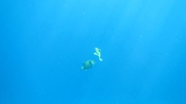 Титановые спинороги. Красное море. Шарм-эш-Шейх. Шаркс-Бей.