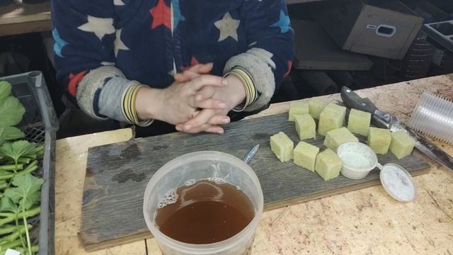 укоренение пеларгонии (1)