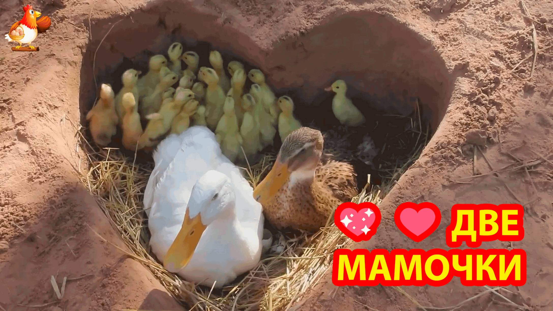 Две мамы Утки высидели утят в гнезде сердечко
