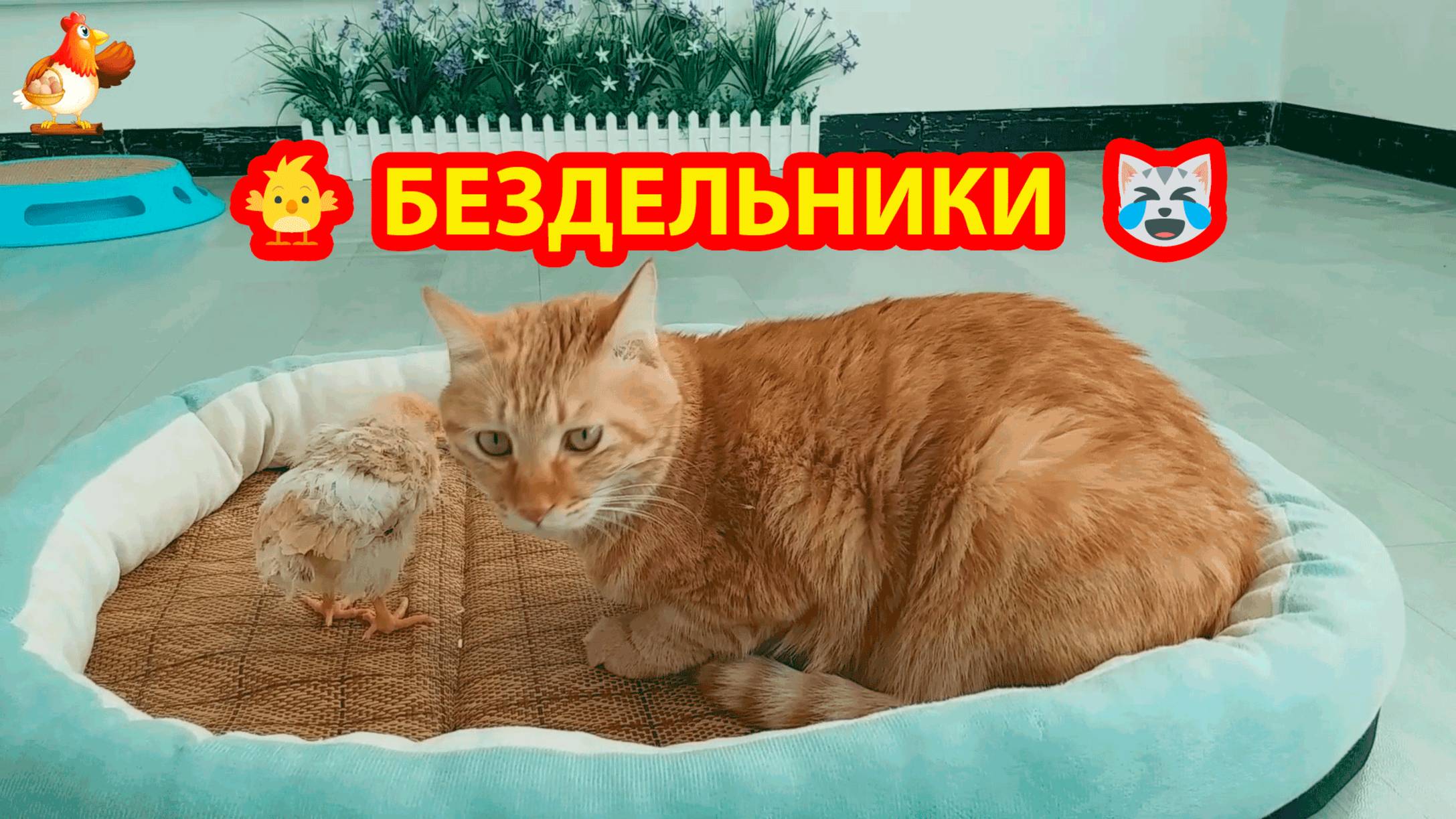 Кот с цыпленком маются от скуки ❣️🤗🥰