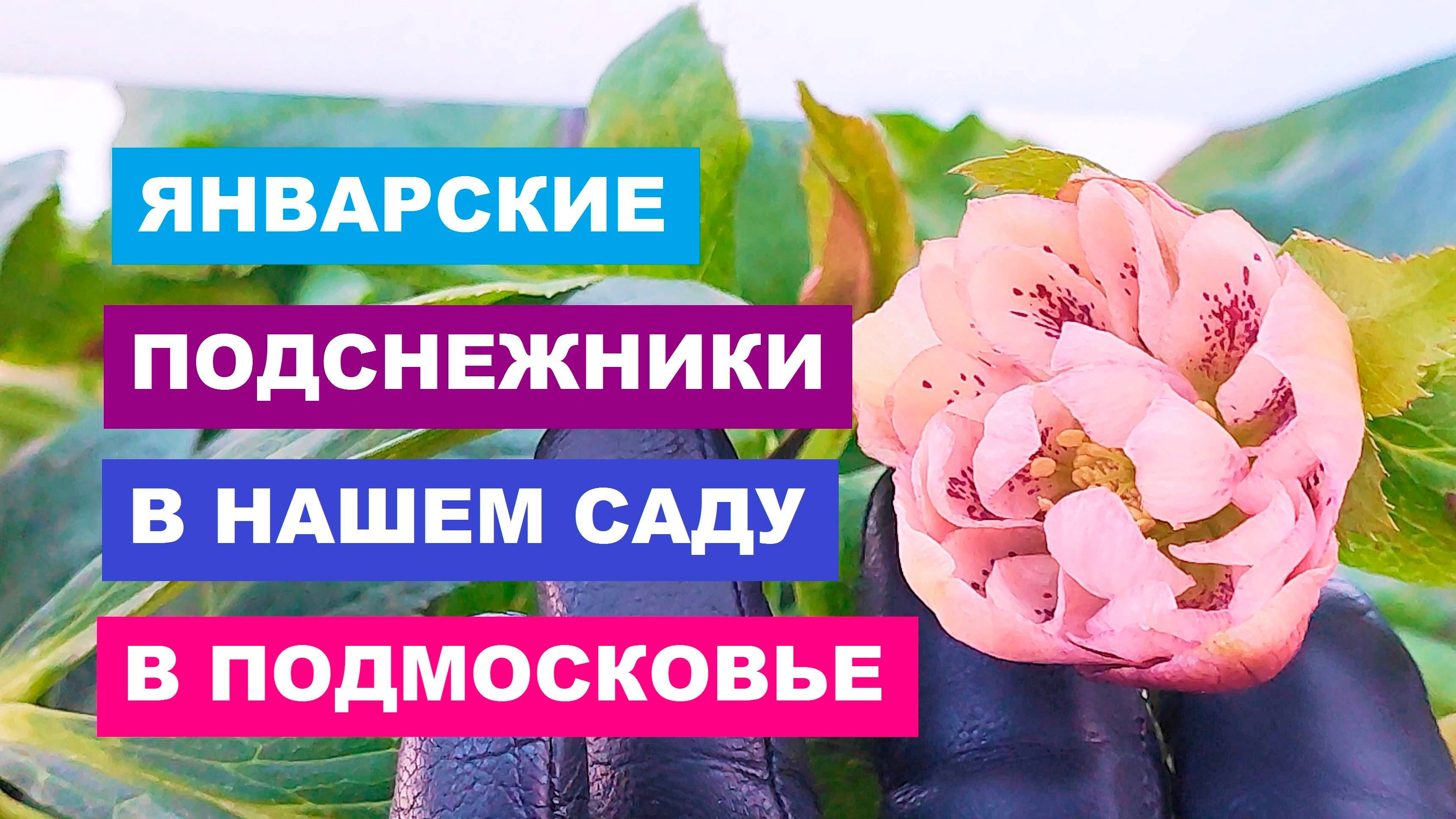 Январские подснежники в нашем саду в Подмосковье