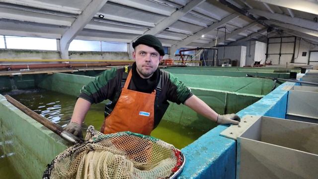 Половые продукты у самца Ленского осетра