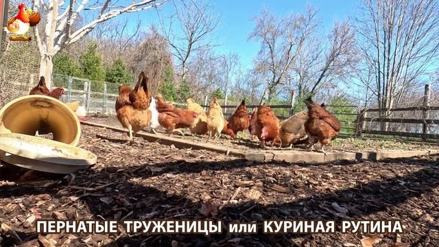 Куры несушки свободного выгула и их обычная куриная рутина – эпизод (10)