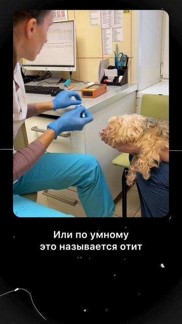 5 симптомов аллергии у собак и кошек.