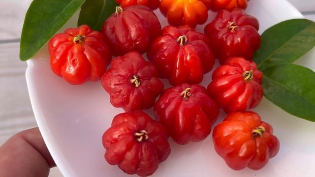 Суринамская вишня. Евгения Унифлора.