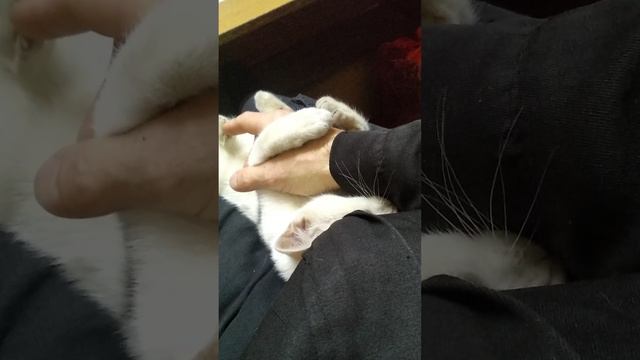 VID_котики