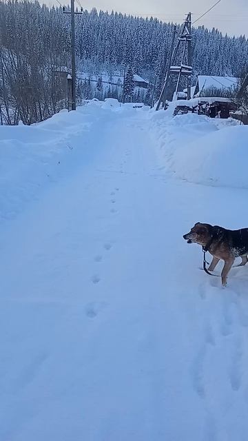 п.Пашия прогулка