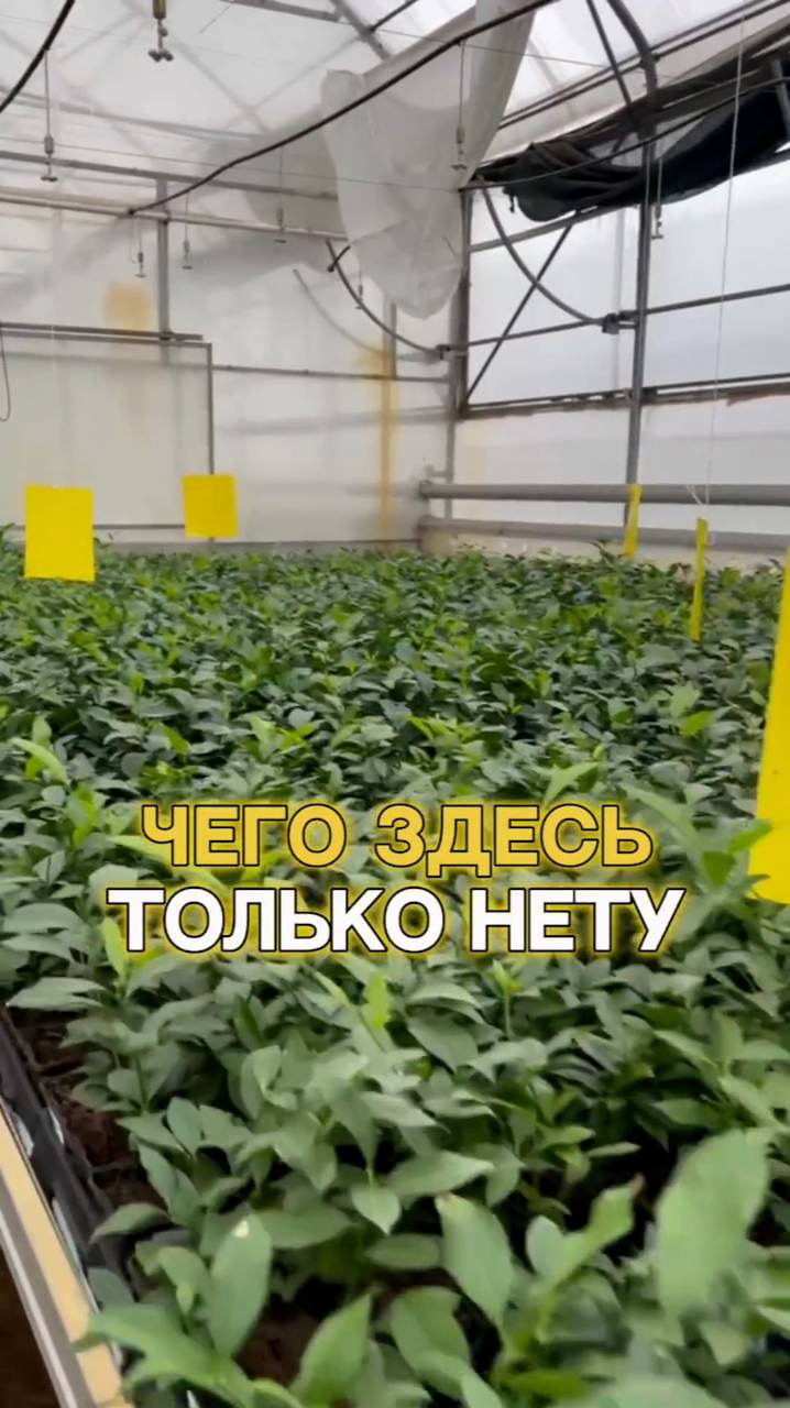 Цитрусы - на любой вкус! Какие цитрусовые посадить?