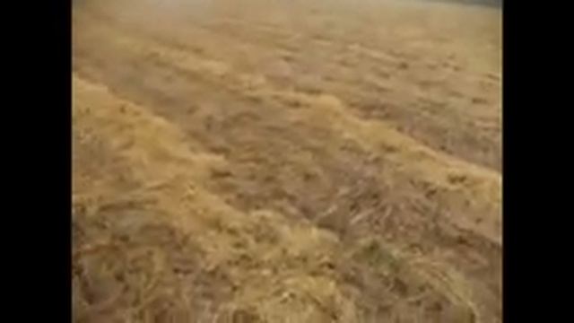 Вика полегла, что делать? Мой неудавшийся эксперимент. Грустный конец...
