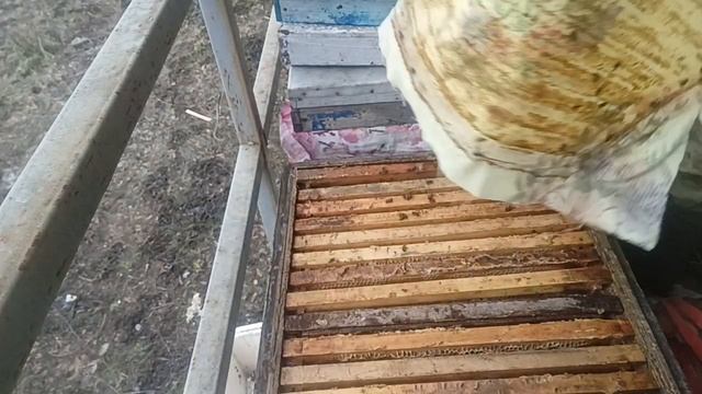 первая потеря на пасеке (