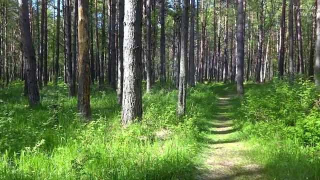 АСМР Целый час! Шаги по лесуШуршание, пение птиц, хруст веток ASMR