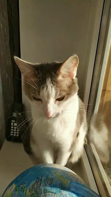 котик
