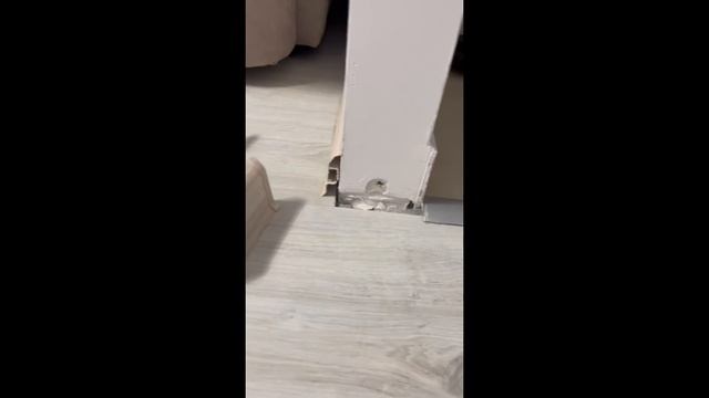 Попугай