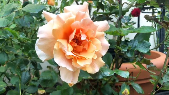 Just Joey Hybrid Tea Rose | Apricot colored rose with an excellent form