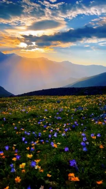 A lovely field💐 #Flowers