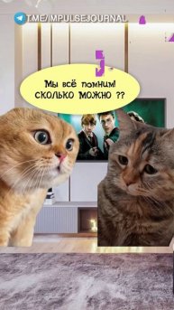 Сериалы #мыкотики #вмем #разговор #анекдот #шутки #животные #юмор #кошки #смешное #мемы #скетчи