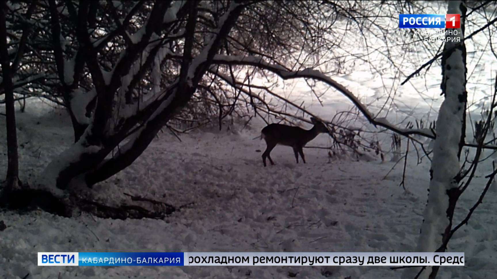 В Мнистерстве природных ресурсов и экологии поделились уникальными кадрами