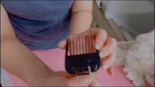 Part 1: How to start grooming your dog at home and required grooming tool (with english subtitles)