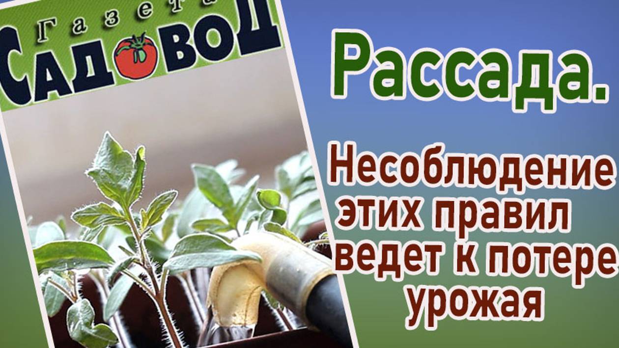 Рассада. Несоблюдение этих правил ведет к потере урожая