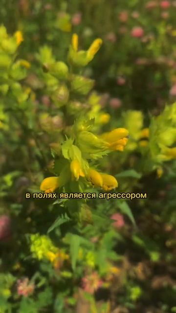 Марафон Живых свечей в июле- августе  информация на канале #свечистравами #травы #свечнаямагия