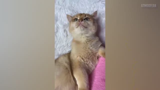 Попробуй не засмеяться ▶ УРОВЕНЬ 30 😂Подборка приколов