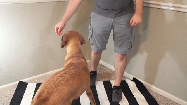 Teaching Your Dog to Sit At Side